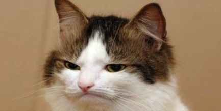 unimpressed-cat